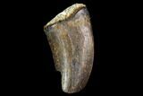 Serrated, Partial Tyrannosaur Tooth - Montana #111012-1